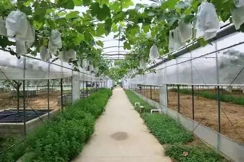 南方葡萄苗期管理,高产葡萄管理与种植技术