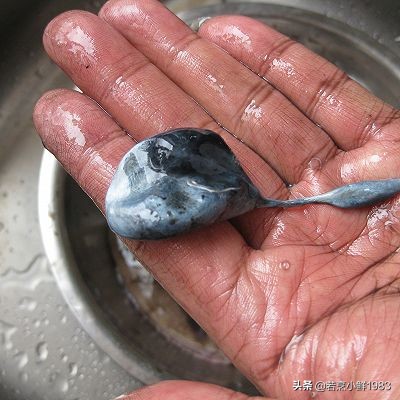 鱿鱼和墨鱼有什么区分呢,鱿鱼和墨鱼怎么样区分