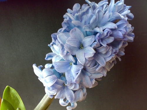 钃濈传鑹茬殑鑺辨湁鍑犵,10绉嶈秴缇庣殑娴呯传鑹茶姳