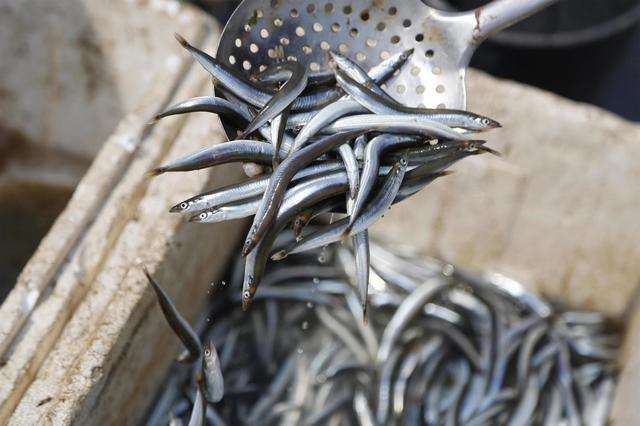 带鱼怎么挑新鲜好吃,怎样挑选带鱼是不是红烧