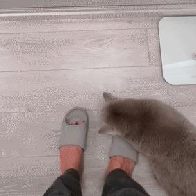 打造人宠共乐的家—“铲S官”的装修笔记