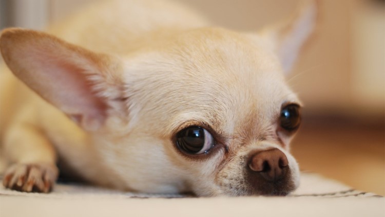 家里有狗需要买些什么,家里有狗狗用品