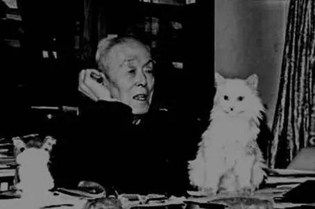 钱钟书和林徽因的护猫之战 (钱钟书的猫跟谁的猫打过架)