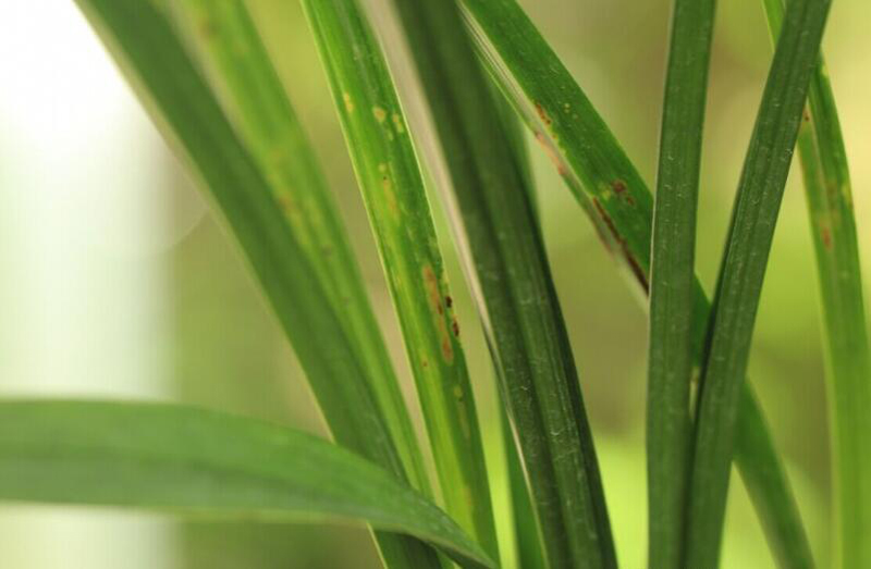 兰花叶子发黄如何处置,兰花嫩叶上的白斑怎么办