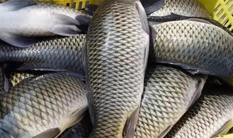 手竿爆炸钩钓鲤鱼,手竿爆炸钩鲤鱼