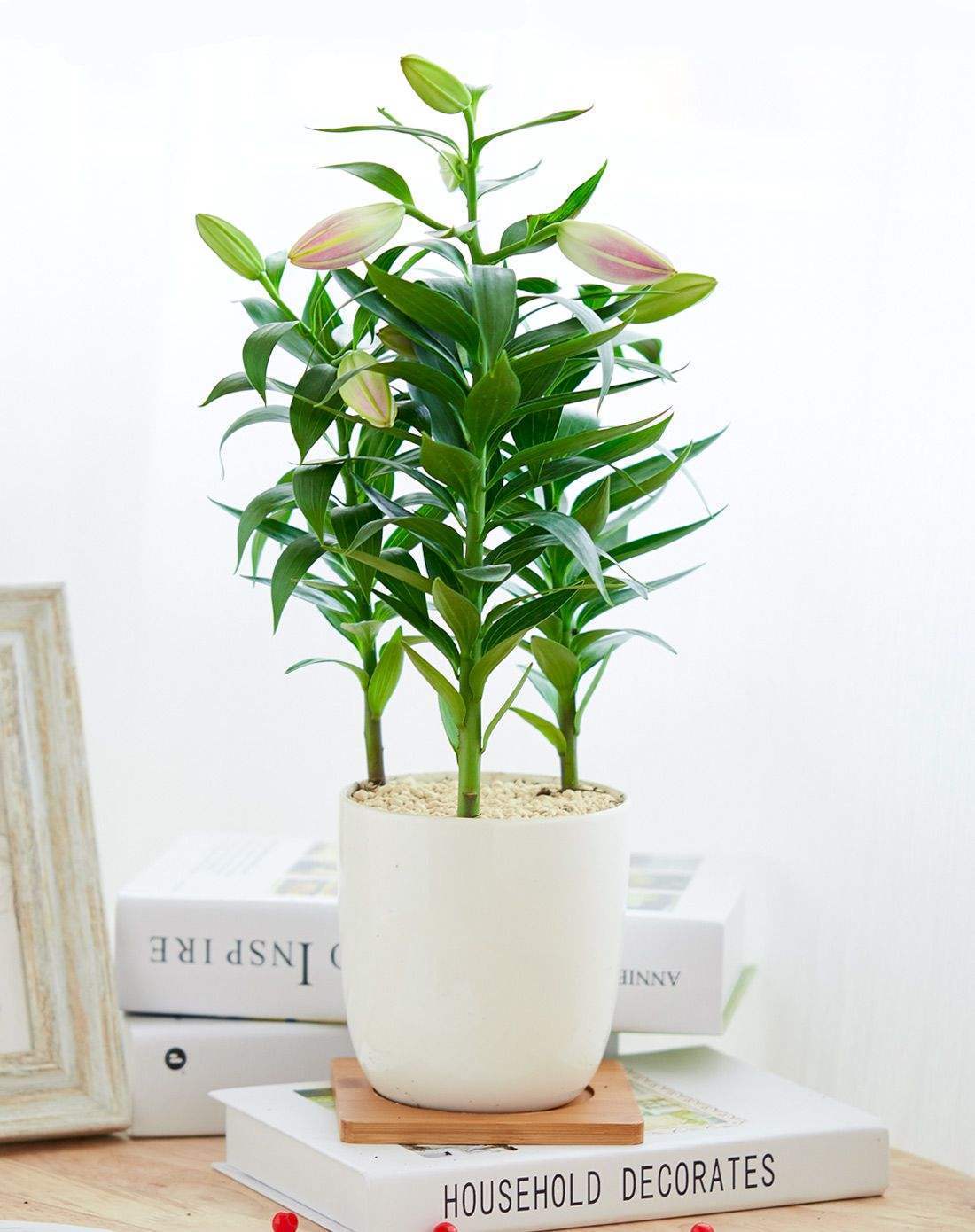 百合哪种好养开花,自己养的百合开得好美