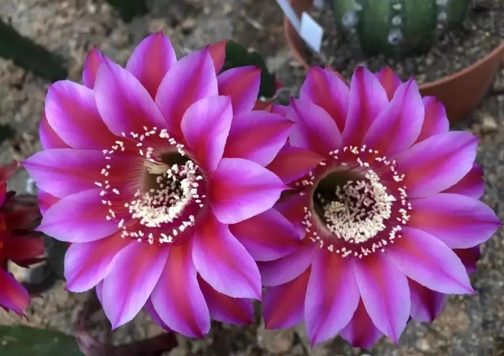 100种仙人球花图片,100种仙人球的品种视频