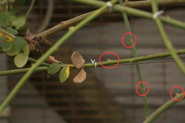 藤本月季冬季可以全剪吗,藤本月季秋天可以重剪