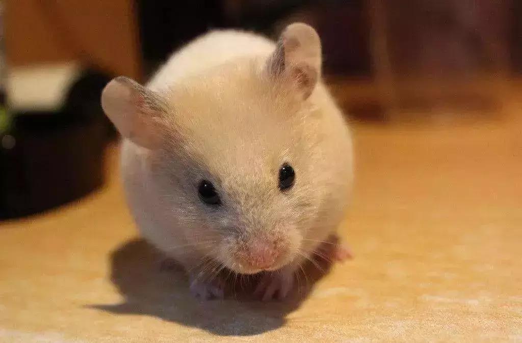 仓鼠的种类习性详细介绍,仓鼠有哪些亚种种类