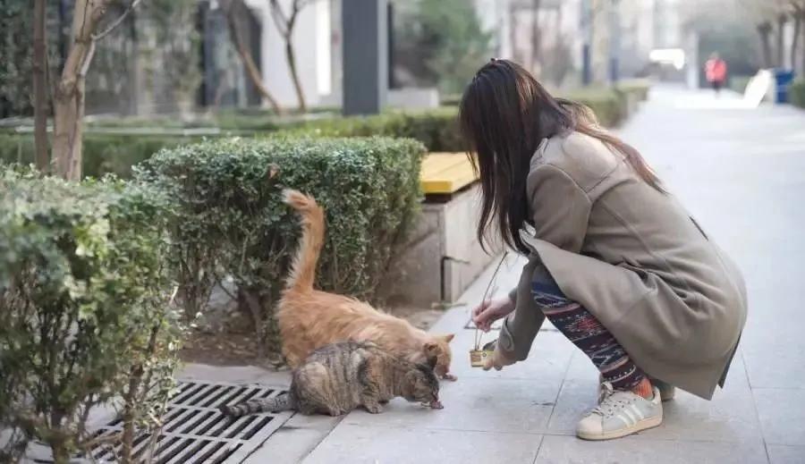 发现一只流浪猫有猫癣怎么帮助它,遇到流浪猫怎么配合