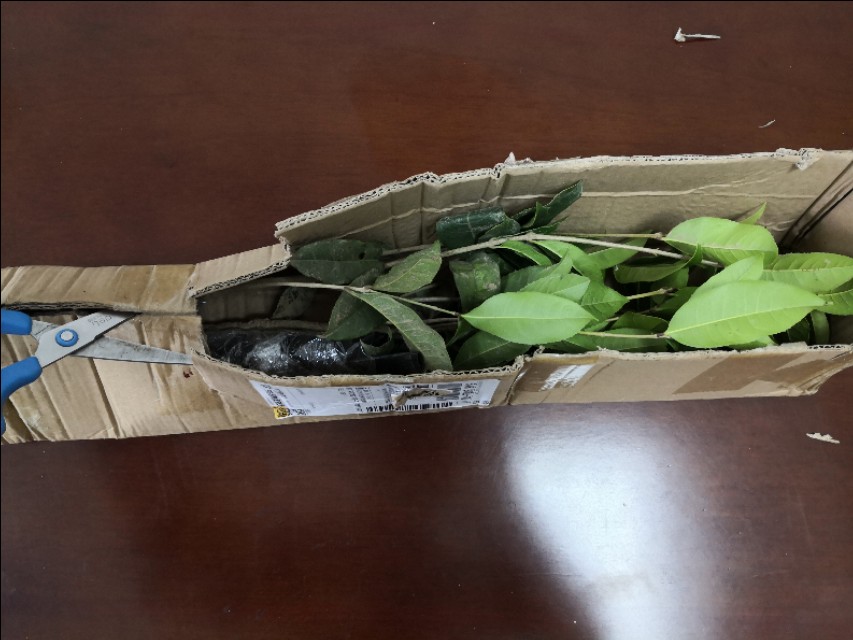 网购桂花盆栽,网购的花养多久才能活