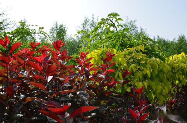 忻州花卉植物园,山西原平植物园