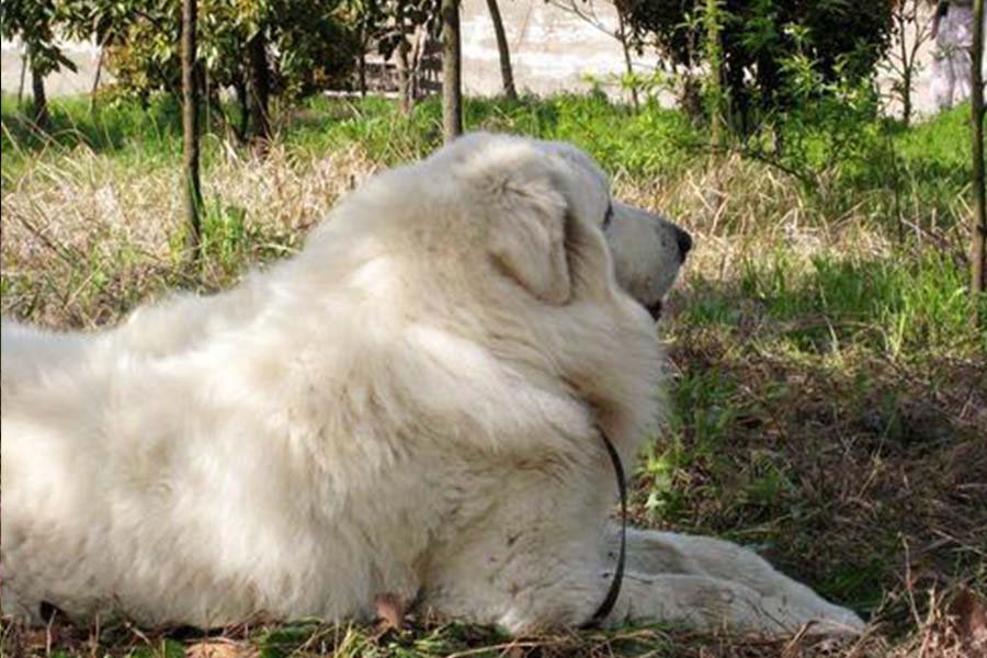 大白熊犬有多可爱,大白熊的特点和缺点