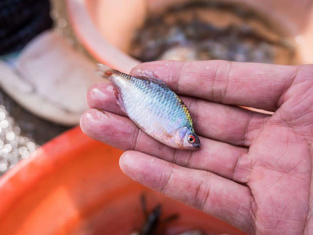 儿时捞起来就扔，钓鱼人最讨厌它，俗称“屎光皮”，现在却很值钱