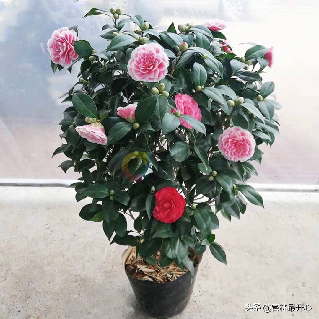 山茶花也叫什么花,山茶花又叫曼陀罗