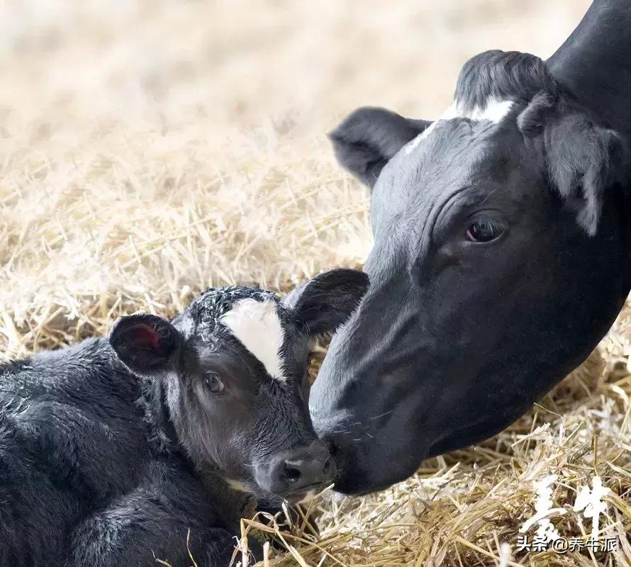 母牛产前注意哪些,母牛场注意什么