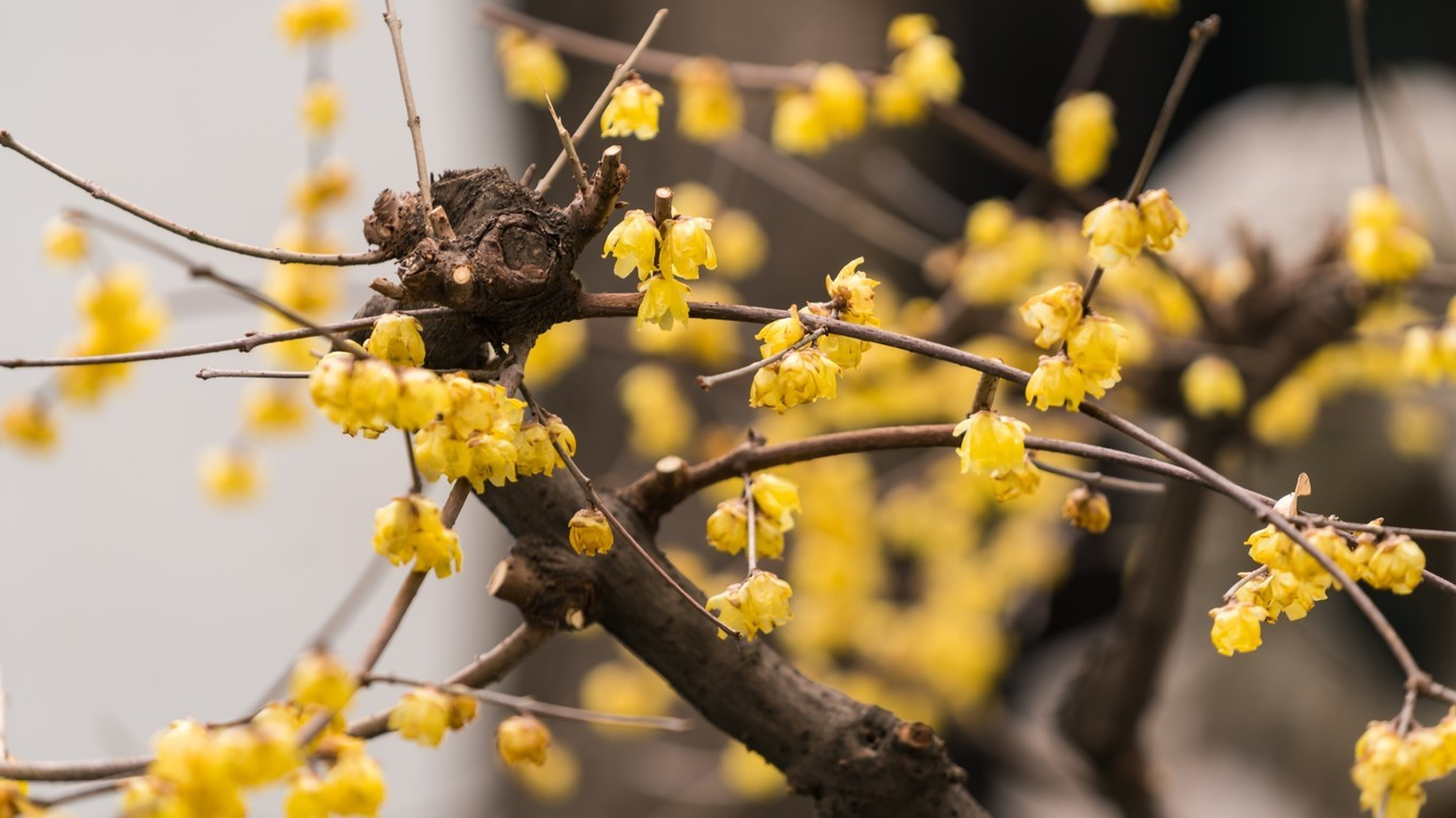 金陵第一园瞻园简介,南京瞻园最值得看的地方