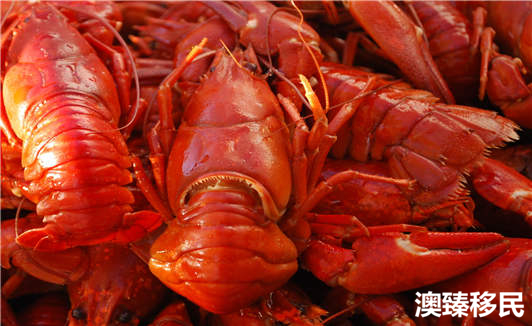 移民爱德华王子岛,最受华人欢迎的移民国家排名