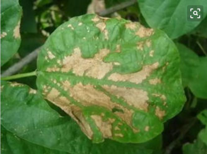 作物发生药害后怎么补救,作物发生药害了怎么办