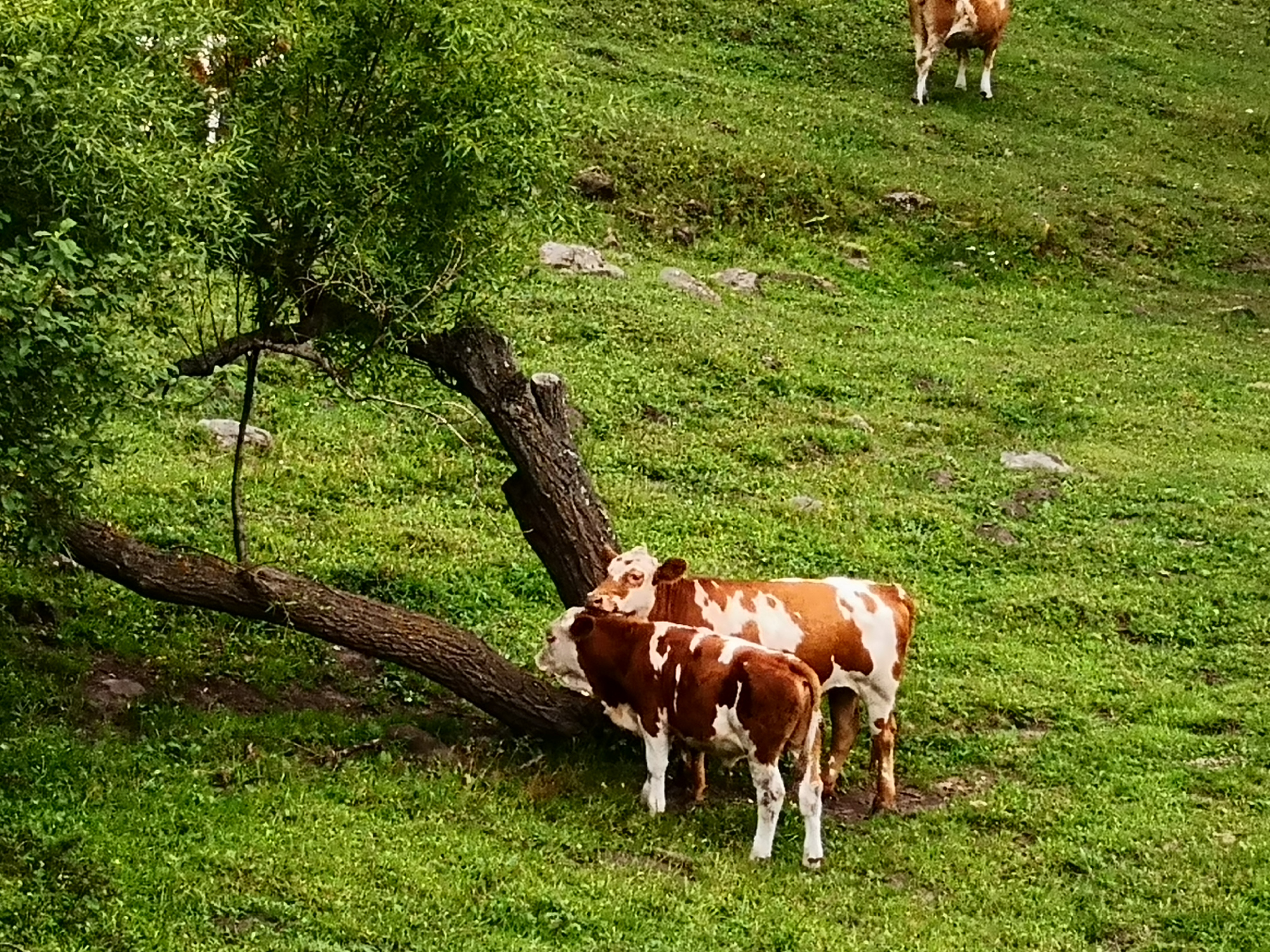 乌兰布统和红松洼哪个更值得去,辽宁乌兰布统草原旅游