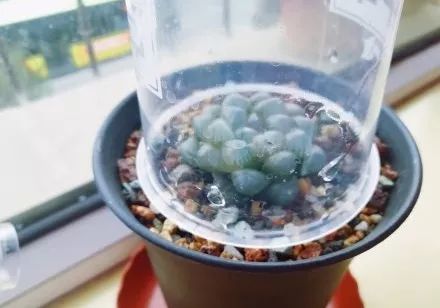 玉露闷养的方法和步骤,玉露闷养最佳温度