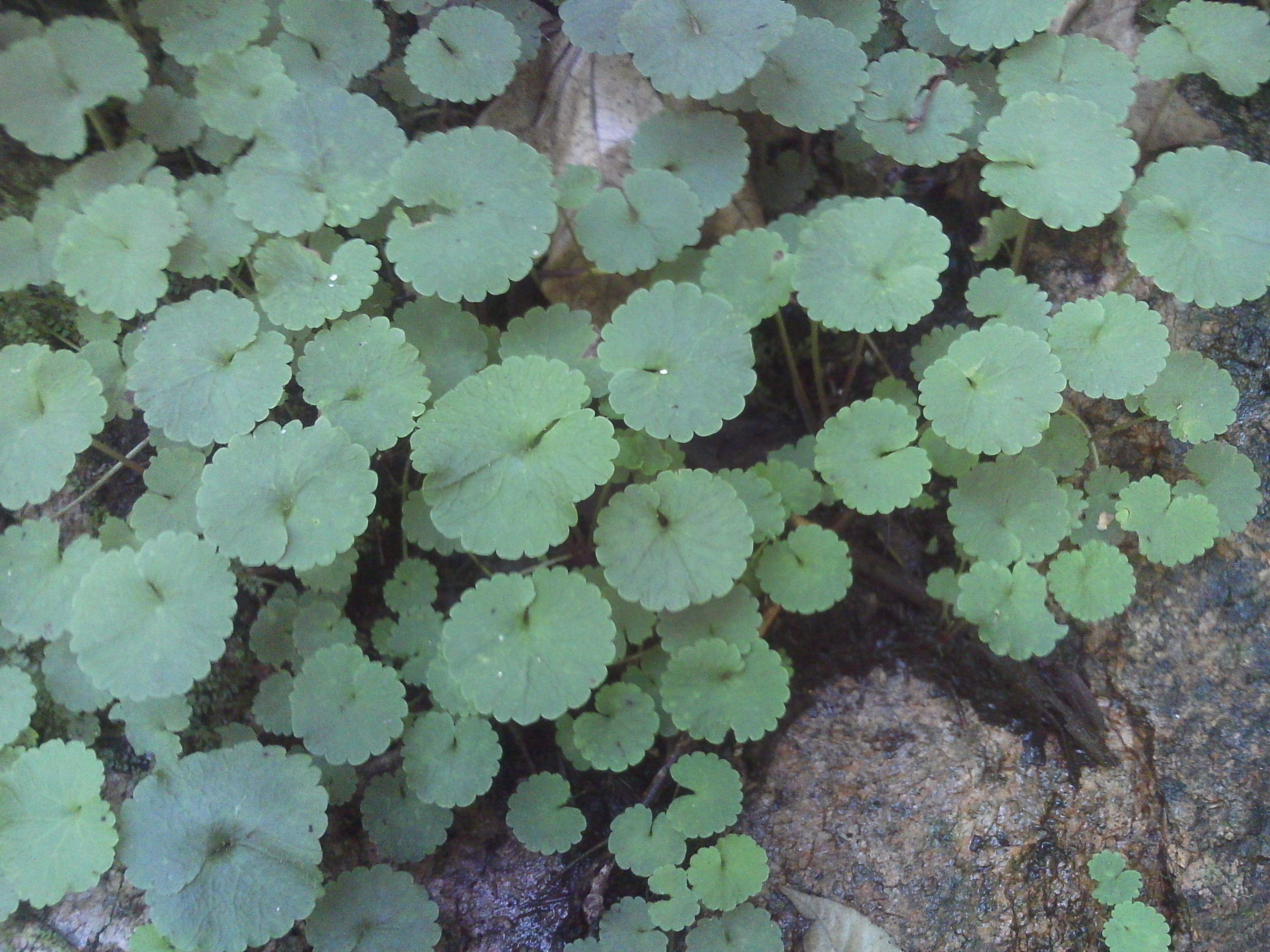 寓意健康长寿的盆景,寓意美好的盆景