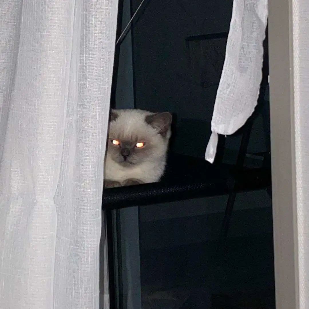 煤老板爆红完整版,煤老板ins