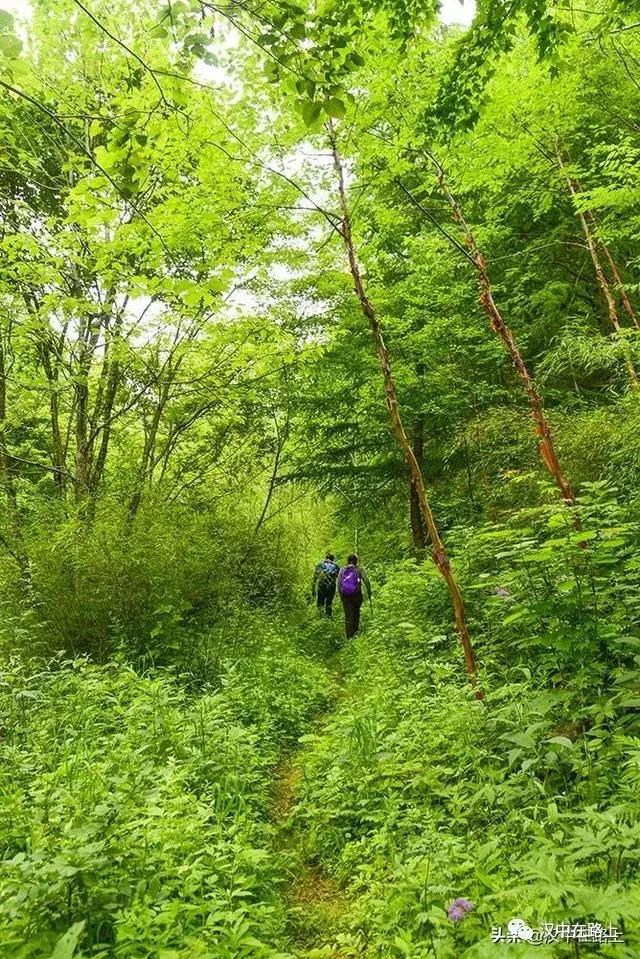 探秘汉中,汉中一村子窜入野生羚牛