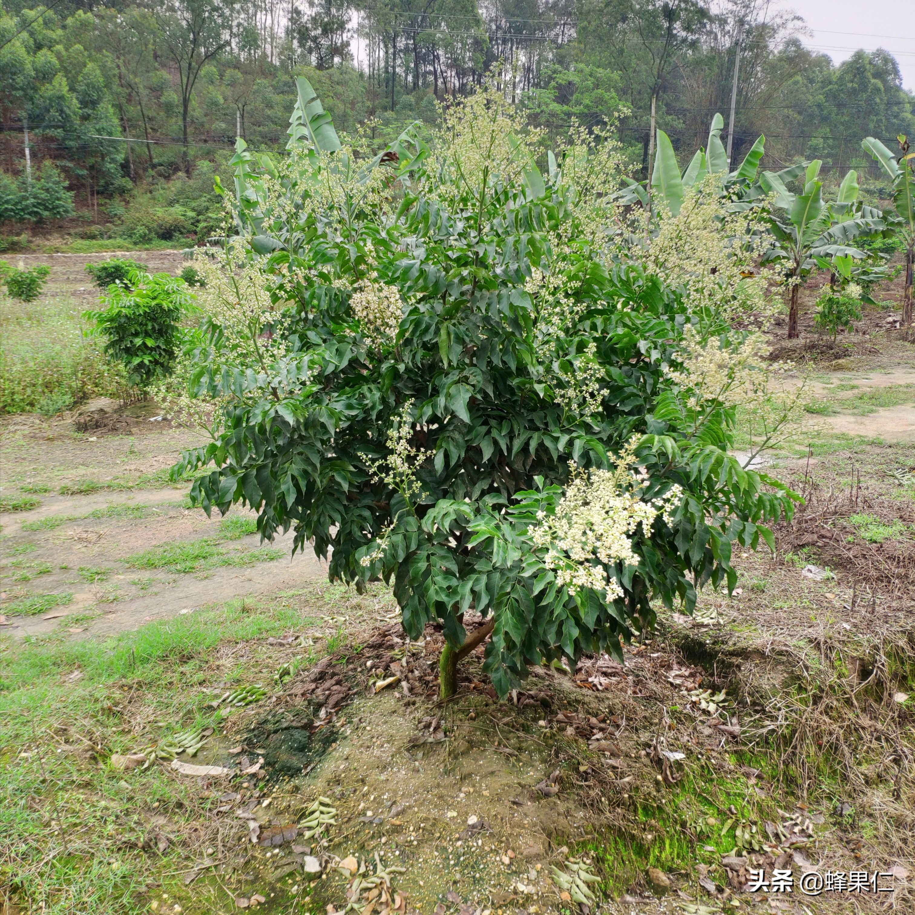无核黄皮果种植多少年可以挂果,黄皮果树为什么隔年结果