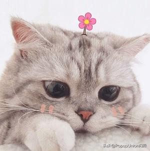 欧阳娜娜、刘诗诗都去了Chanel快闪店，你还不赶紧去