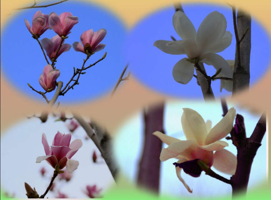 济南高新玉兰花园,玉兰花园很美