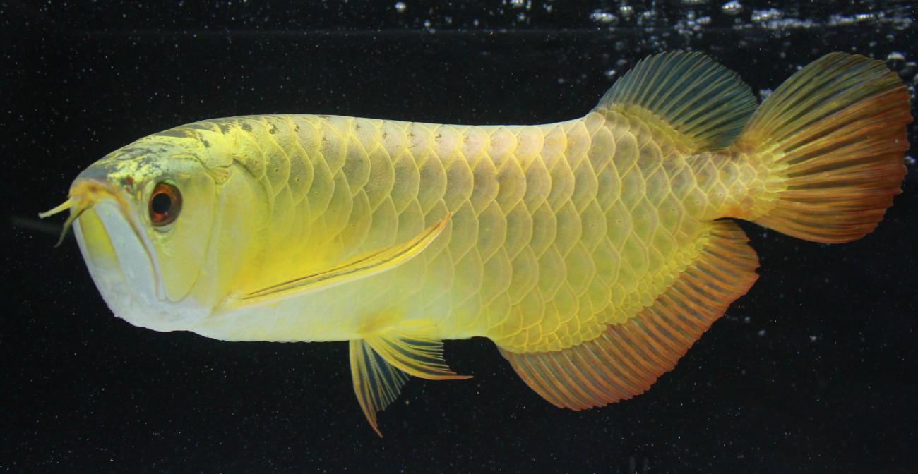 怎么饲养金龙鱼,金龙鱼的正确饲养方法