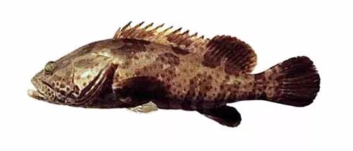 十种受欢迎的海鲜鱼类,最名贵的海鲜鱼类