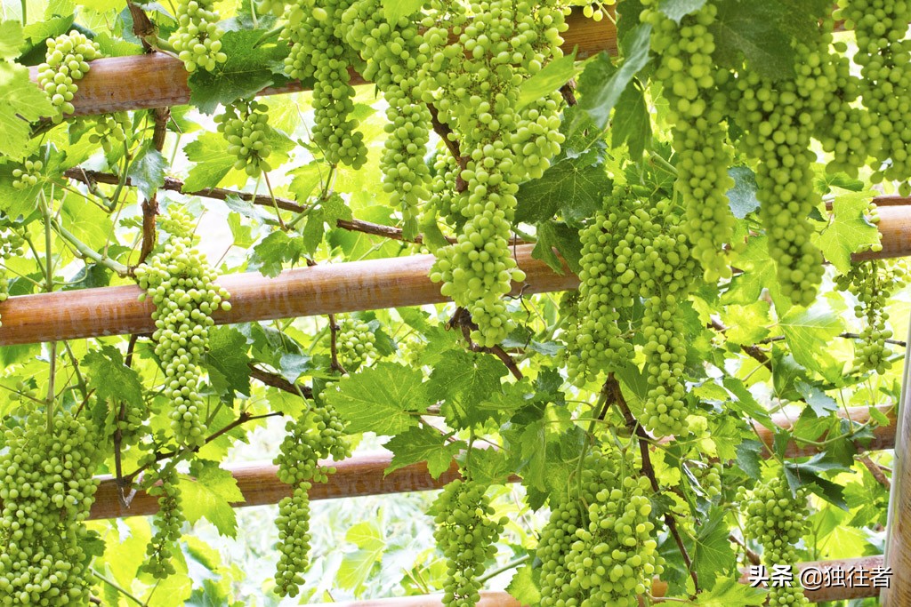 新疆吐鲁番葡萄沟葡萄视频,吐鲁番葡萄沟的葡萄