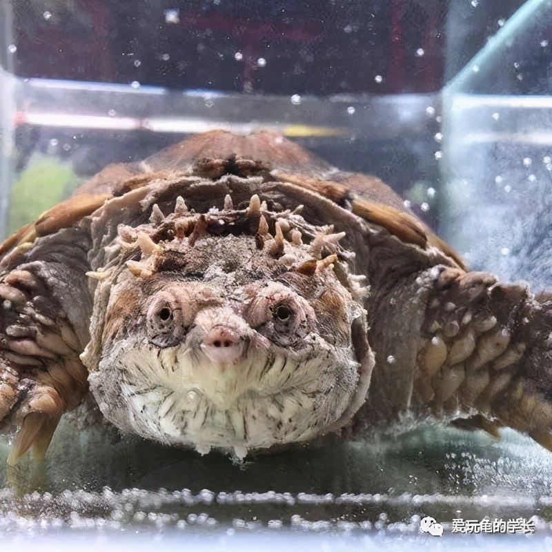 佛鳄龟最佳饲养温度,佛鳄龟黑色环境饲养