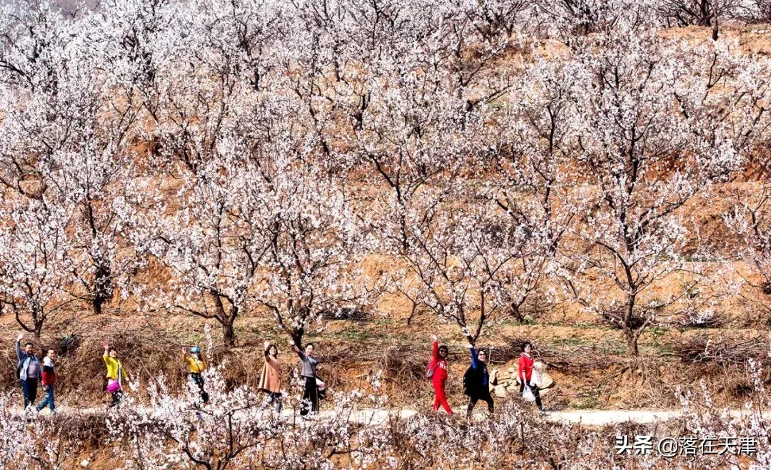 天津桃花堤开放吗,天津桃花堤桃花什么时间开花