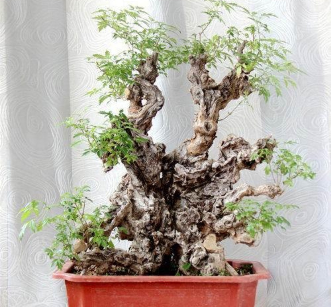 什么的树木适合做盆景,适合制作盆景有什么树种