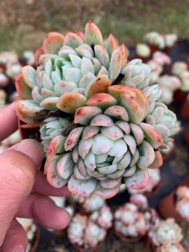 多肉植物要防霜冻吗,多肉冰梅的养殖方法和注意事项