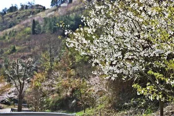 奉化樱花公园,奉化樱花谷