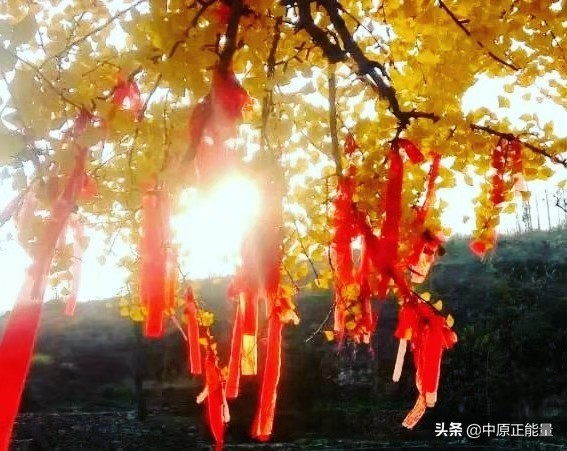 卫辉罗圈千年银杏何时观赏,卫辉今年罗圈千年银杏黄了吗