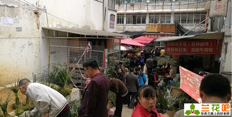 现在兰花有特别贵的吗,兰花各种种类的价格