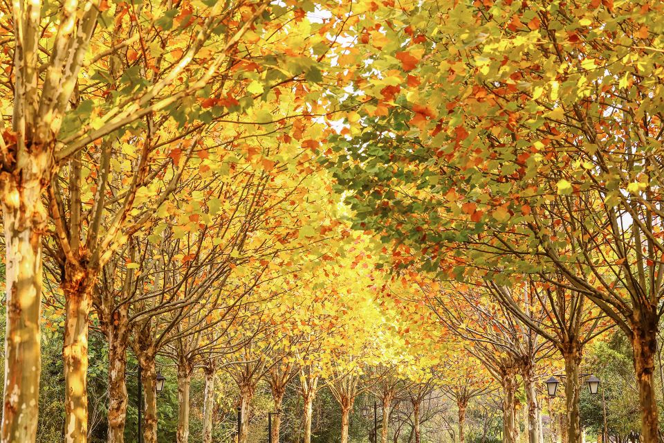 从桂林到阳朔游漓江,桂林竹筏游漓江价格