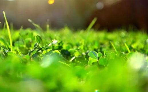 植物也会思考吗,植物也有自己的意识吗