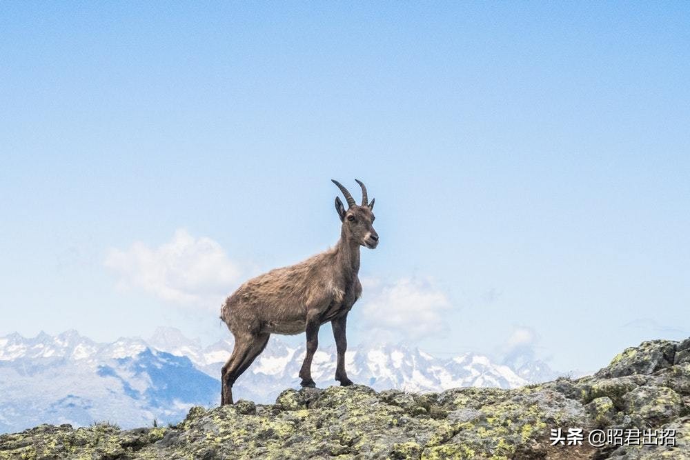 提升团队凝聚力向心力有什么建议,团队凝聚力提升与创新管理的内容