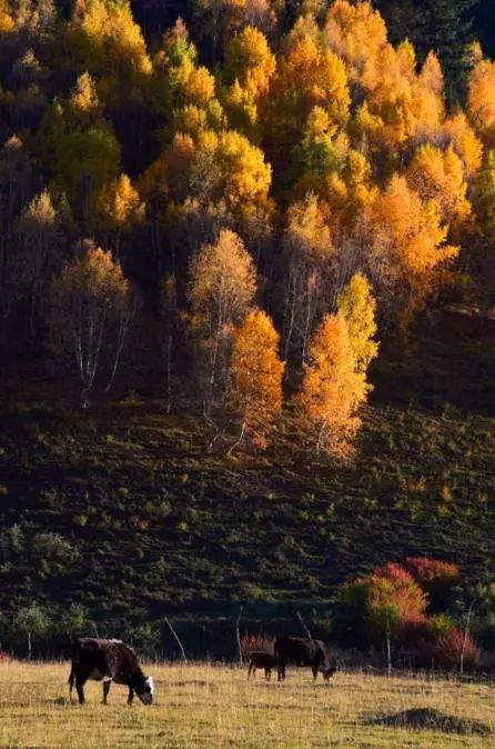 秋天最值得去的四个地方,秋天全部的风景