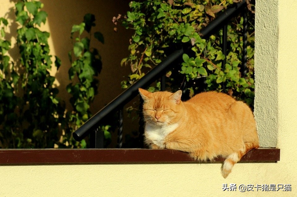 为什么猫喜欢躲在角落里不肯出来,为什么猫喜欢睡脚边不喜欢睡床头