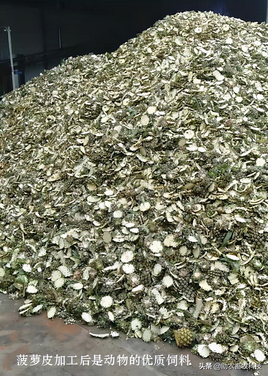 菠萝皮怎么做成饲料,菠萝皮可以做什么饲料卖