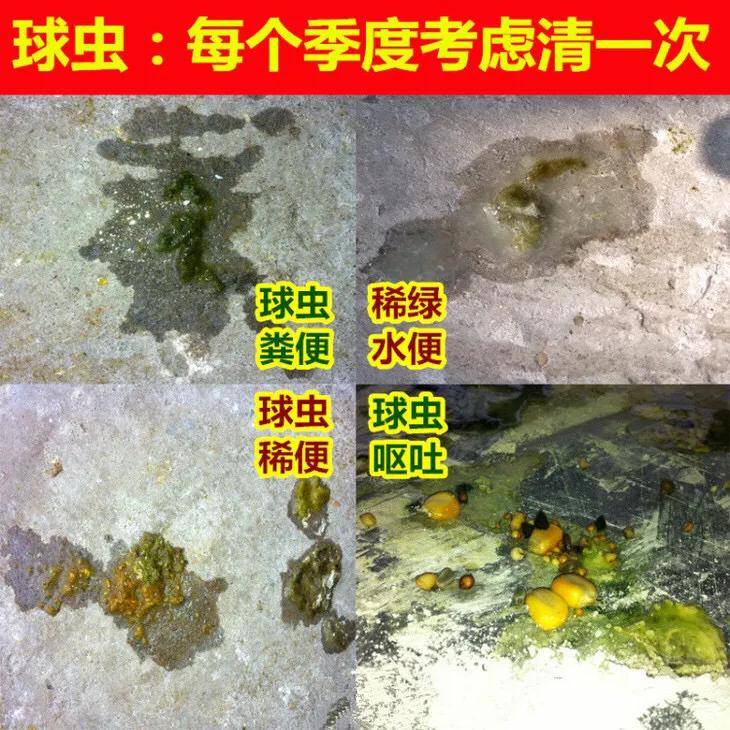 信鸽病防治,信鸽疾病的预防常识