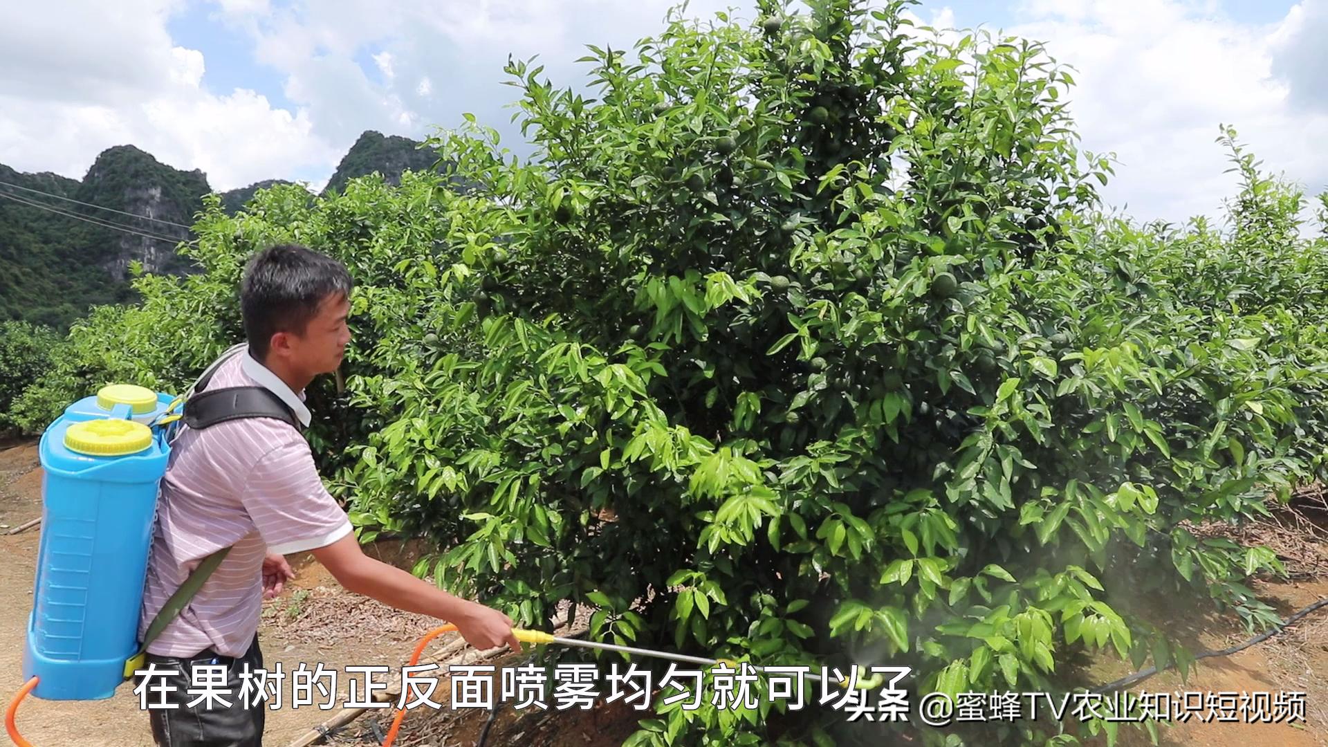 作物转色增甜期，如何管理才能着色均匀，果实甜，卖出好价钱？