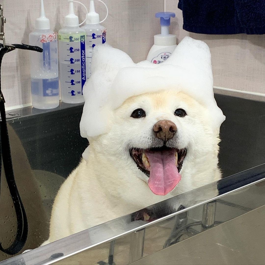 柴犬选购教你挑选纯种柴犬标准,柴犬哪个渠道购买最靠谱